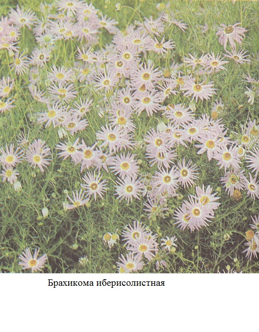 фото Брахикома иберисолистная